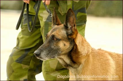 Military guard dog in Kosovo